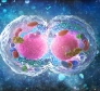 The Cell | Mitosis Study Guide