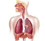  Respiratory System Study Guide